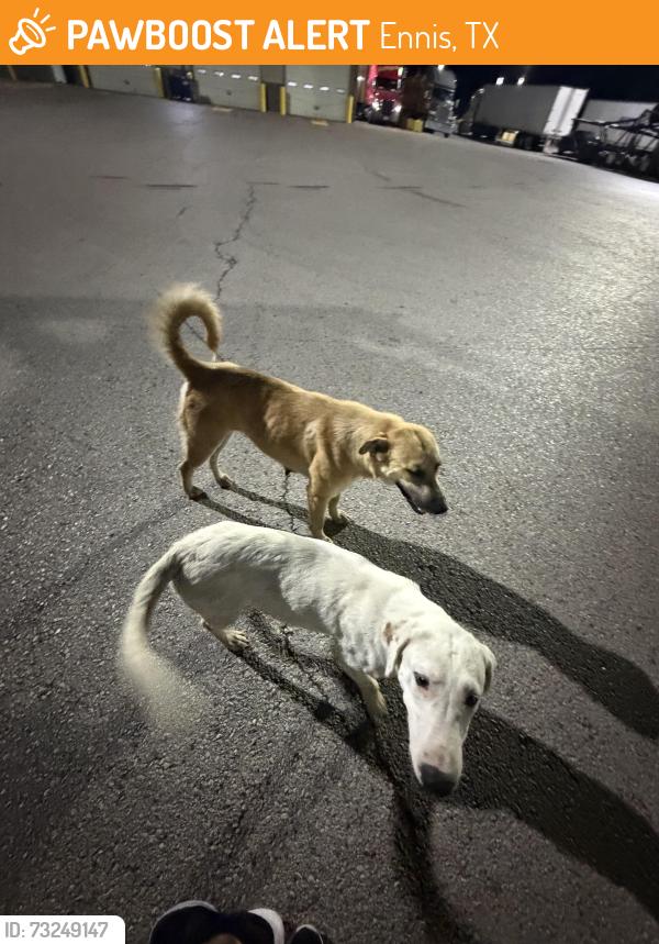 Found/Stray Male Dog last seen It was roaming the loves parking lot wanting love, Ennis, TX 75119