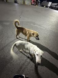 Found/Stray Male Dog last seen It was roaming the loves parking lot wanting love, Ennis, TX 75119
