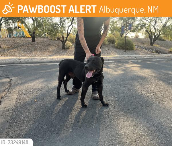 Found/Stray Male Dog last seen Near Marna Lynn Ave NW, Albuquerque, NM 87114, USA, Albuquerque, NM 87114