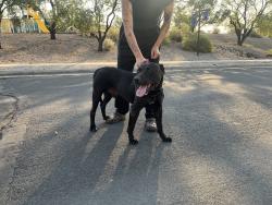 Found/Stray Male Dog last seen Near Marna Lynn Ave NW, Albuquerque, NM 87114, USA, Albuquerque, NM 87114