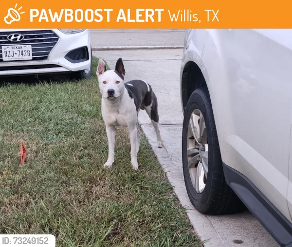 Found/Stray Male Dog last seen Sorento bay subdivision, Willis, TX 77318
