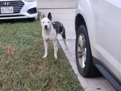 Found/Stray Male Dog last seen Sorento bay subdivision, Willis, TX 77318