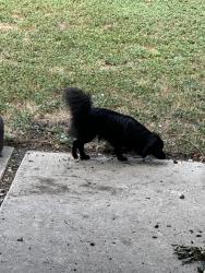 Found/Stray Male Dog last seen Shady Springs, San Antonio, TX 78230