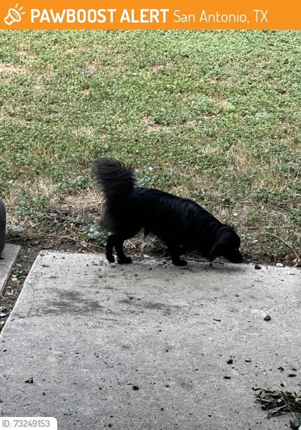 Found/Stray Male Dog last seen Shady Springs, San Antonio, TX 78230