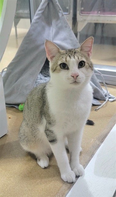 Shelter Stray Male Cat last seen ST PETERS, 4850 Mid Rivers Mall Dr, St Peters, MO 63376, USA