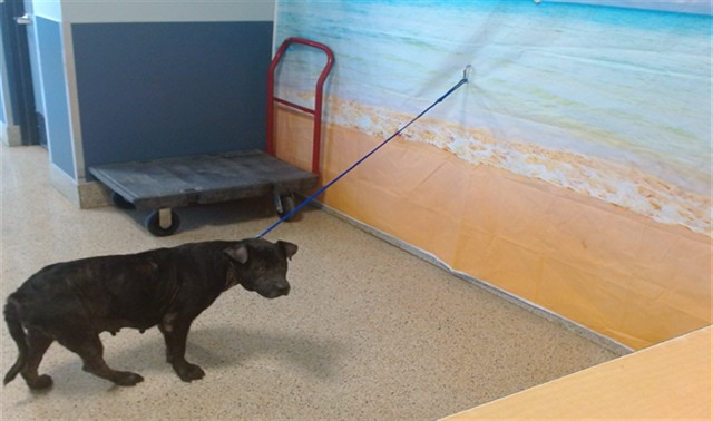Shelter Stray Female Dog last seen Near BLOCK NE 2 AVE, 3599 NW 79th Ave, Doral, FL 33122, USA