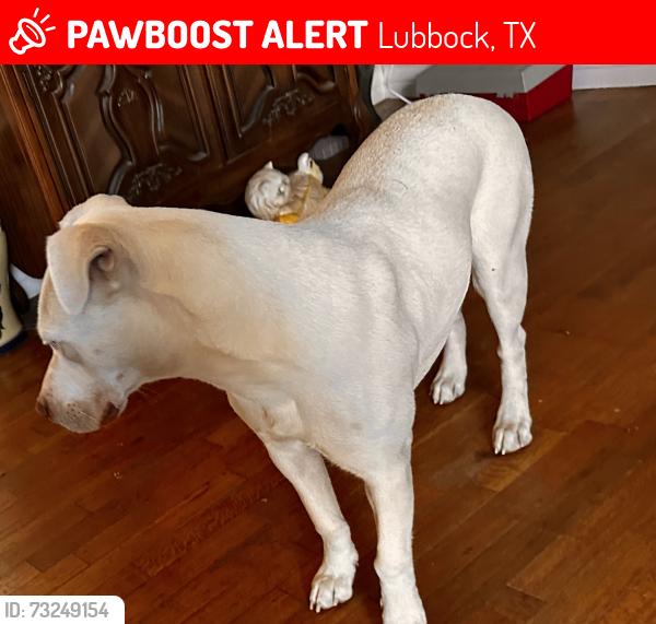 Lost Female Dog last seen 30th ave N, Lubbock, TX 79411