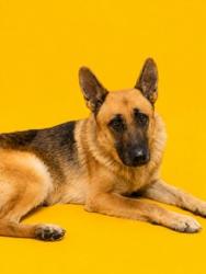 Shelter Stray Female Dog last seen , 2020 Forest St, Jacksonville, FL 32204, USA