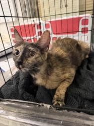 Shelter Stray Female Cat last seen , 14409 Vanowen St, Van Nuys, CA 91405, USA