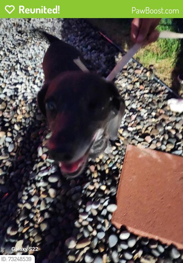 Reunited Male Dog last seen Bluebell way and 83th, Denver, CO 80221