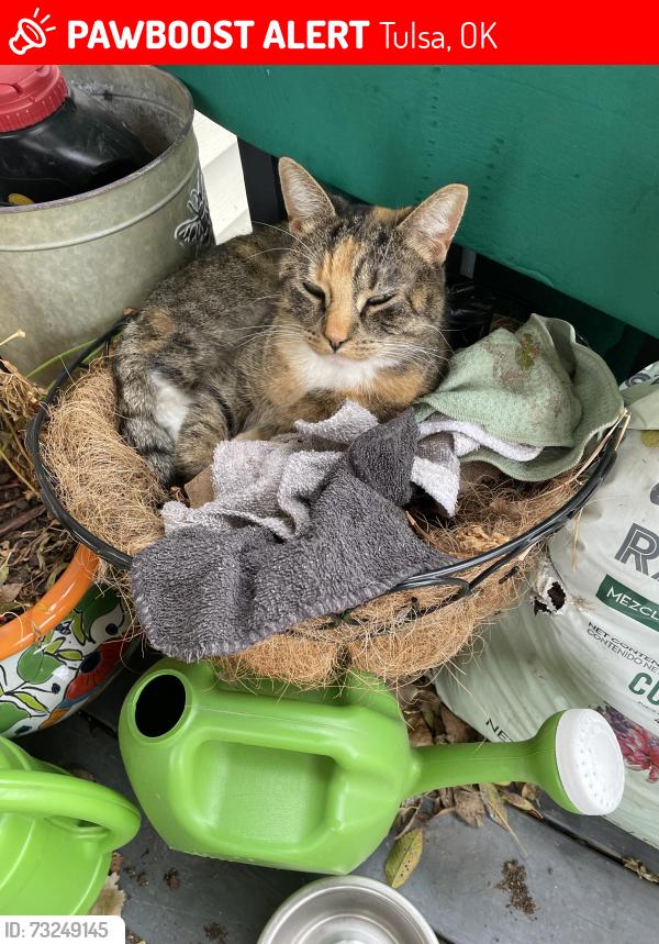 Lost Female Cat last seen Across the street from the fair grounds, Tulsa, OK 74112