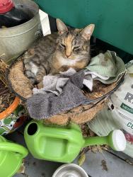 Lost Female Cat last seen Across the street from the fair grounds, Tulsa, OK 74112