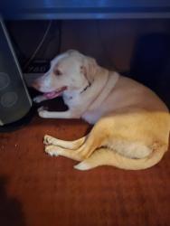 Reunited Female Dog last seen Plummer Street, Pittsburgh, PA 15201