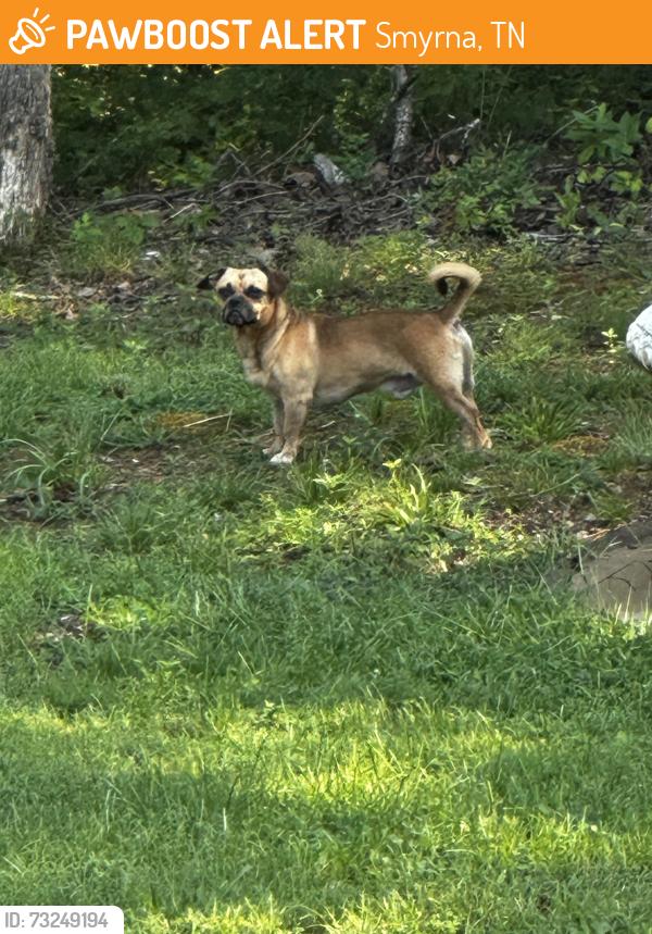 Found/Stray Male Dog last seen Robertson dr., Smyrna, TN 37167