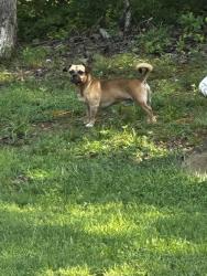 Found/Stray Male Dog last seen Robertson dr., Smyrna, TN 37167
