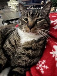 Lost Male Cat last seen Near Oakridge Court, Douglasville, GA 30134