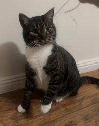 Lost Male Cat last seen Montilla and Naccome, Mission Viejo, CA 92691