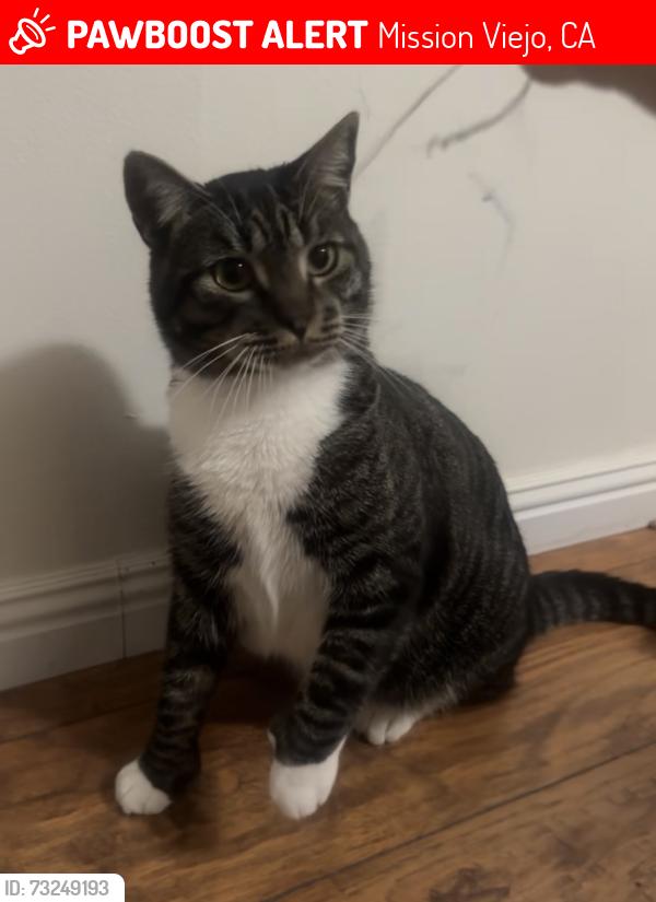 Lost Male Cat last seen Montilla and Naccome, Mission Viejo, CA 92691