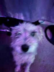 Lost Female Dog last seen Nellis sunvalley, Las Vegas, NV 89122