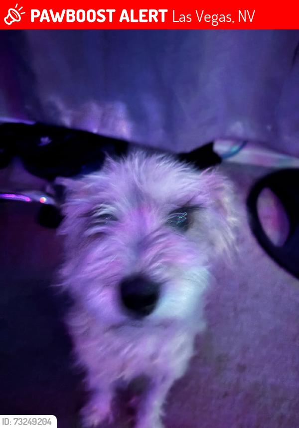 Lost Female Dog last seen Nellis sunvalley, Las Vegas, NV 89122