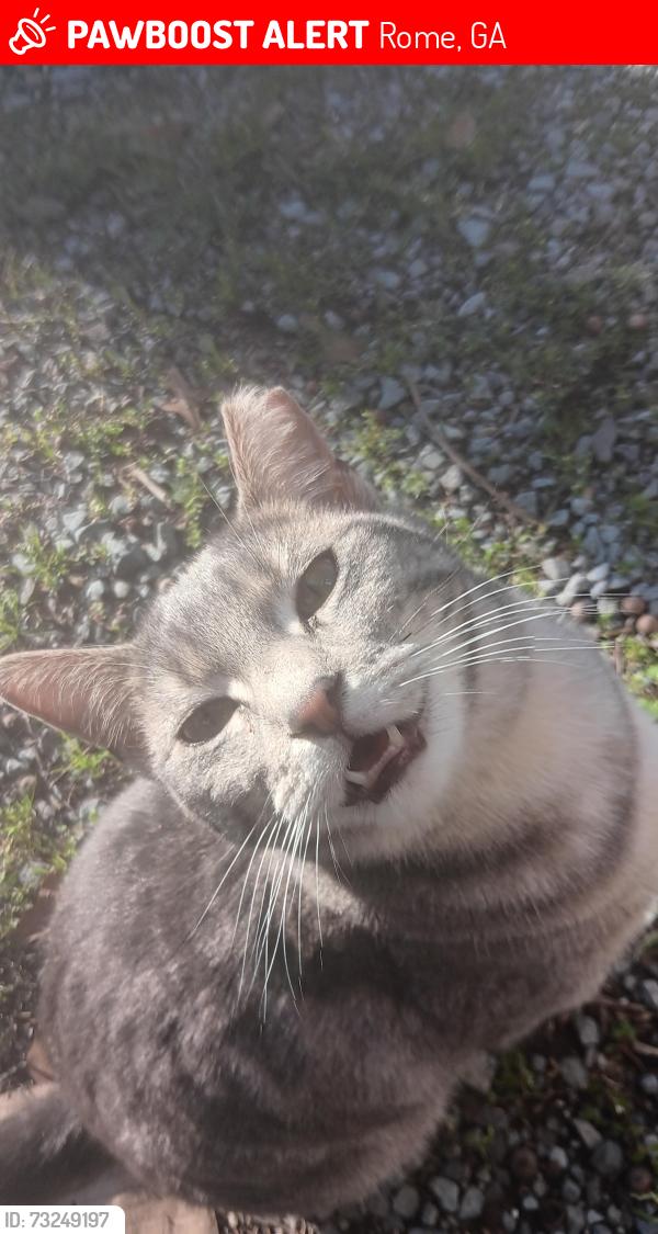 Lost Male Cat last seen Celanese, Rome, GA, Rome, GA 30161