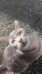 Lost Male Cat last seen Celanese, Rome, GA, Rome, GA 30161