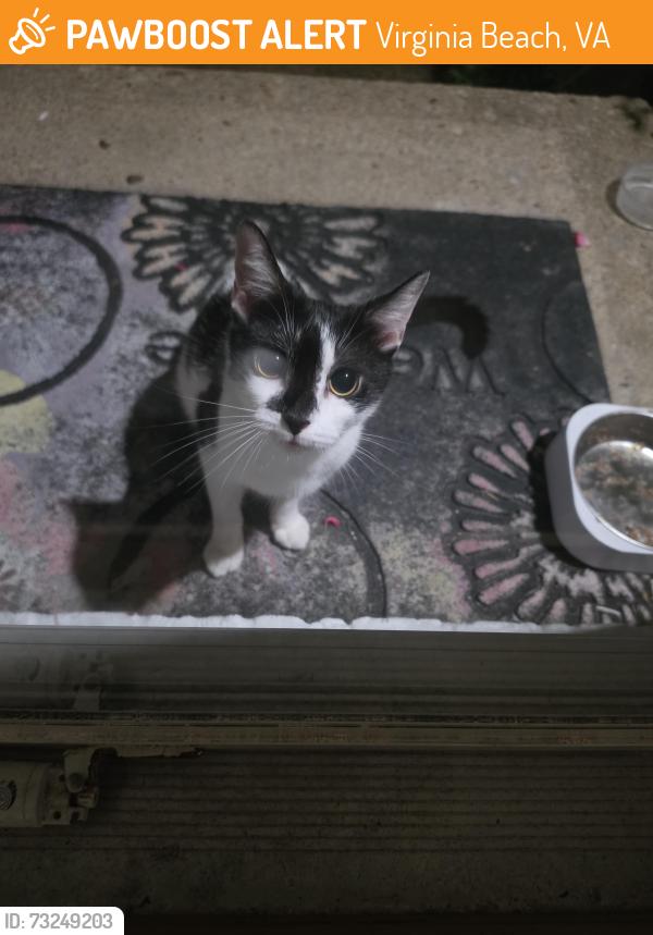 Found/Stray Unknown Cat last seen Westwind Pl, virginia beach, va, Virginia Beach, VA 23452