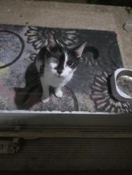 Found/Stray Unknown Cat last seen Westwind Pl, virginia beach, va, Virginia Beach, VA 23452