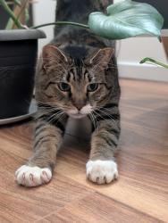 Lost Male Cat last seen Near Ave & 108 Street, Edmonton, AB T6E 4M7