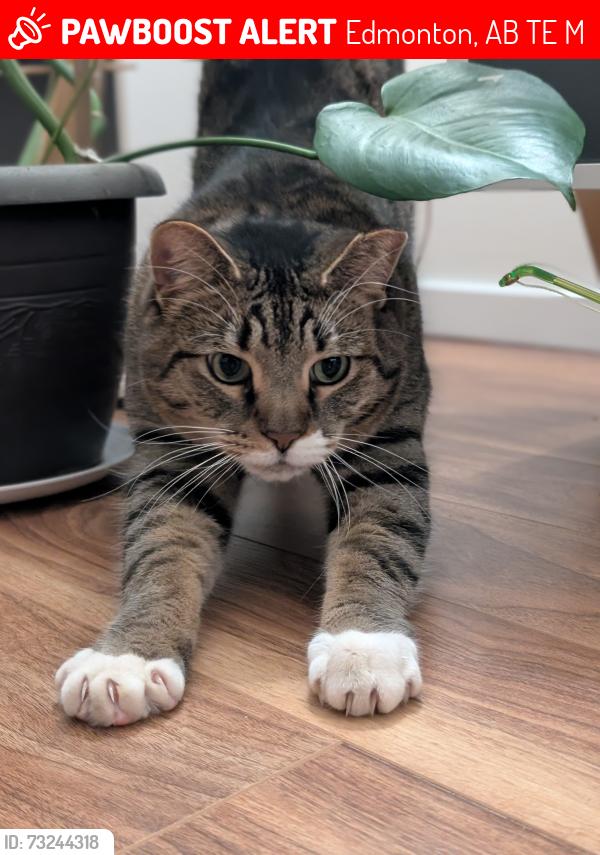 Lost Male Cat last seen Near Ave & 108 Street, Edmonton, AB T6E 4M7
