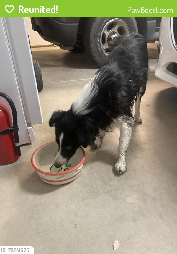 Reunited Male Dog last seen 14th, Fortuna Foothills, AZ 85367