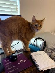 Reunited Male Cat last seen Settlers Village Dr, Katy, TX 77449