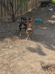 Lost Female Dog last seen Riddlewood, Littleton, CO 80129