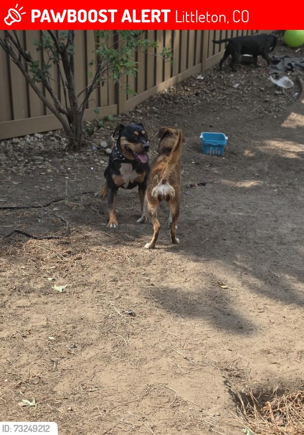 Lost Female Dog last seen Riddlewood, Littleton, CO 80129
