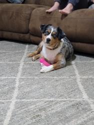 Reunited Male Dog last seen Hwy77 & hwy 20 , Banks pond, Southport, FL 32409