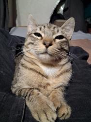 Reunited Male Cat last seen Lake Murray, San Diego, CA 92119