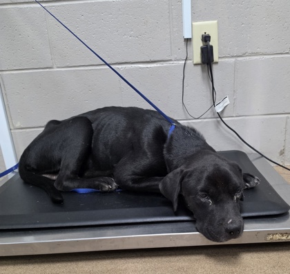 Shelter Stray Male Dog last seen Near Sarah Simpson Rd, 29655, Anderson County, SC, 1320 US-29, Anderson, SC 29626, USA