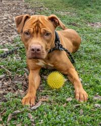 Shelter Stray Male Dog last seen Near Brandy Oaks Ln, 30088, GA, 3280 Chamblee Dunwoody Rd, Chamblee, GA 30341, USA