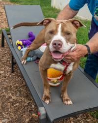 Shelter Stray Male Dog last seen Near Meadowview drive SE atlanta ga 30316, 30316, GA, 3280 Chamblee Dunwoody Rd, Chamblee, GA 30341, USA
