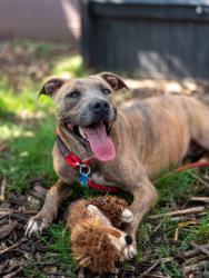 Shelter Stray Female Dog last seen Kelly Lake Rd, Decatur, GA 30032, 30032, GA, 3280 Chamblee Dunwoody Rd, Chamblee, GA 30341, USA