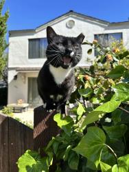 Lost Male Cat last seen Belmont Ave, Redwood City, Redwood City, CA 94061