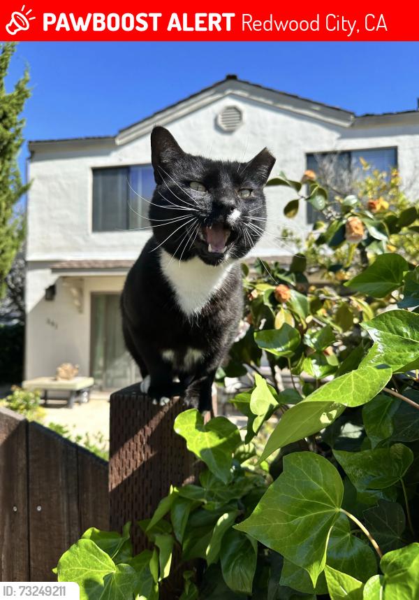 Lost Male Cat last seen Belmont Ave, Redwood City, Redwood City, CA 94061