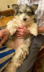 Reunited Female Dog last seen Near West Water Street 45601, Chillicothe, OH 45601