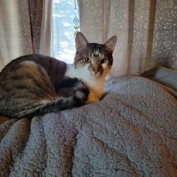 Reunited Male Cat last seen Keim, Pottstown, PA 19464