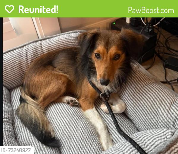 Reunited Male Dog last seen Near Lawnmeadow , Richardson, TX 75080, Richardson, TX 75080