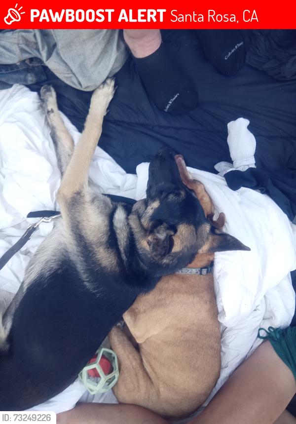 Lost Female Dog last seen McDonald ave, Santa Rosa, CA 95404