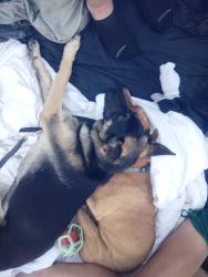 Lost Female Dog last seen McDonald ave, Santa Rosa, CA 95404