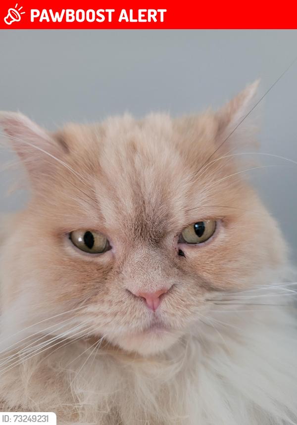 Lost Male Cat last seen Osprey Marche, Mississauga, ON L5N 6B6