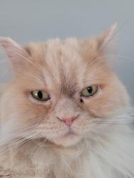 Lost Male Cat last seen Osprey Marche, Mississauga, ON L5N 6B6