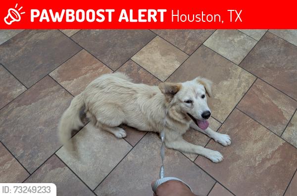 Lost Female Dog last seen In the neighborhood., Houston, TX 77012